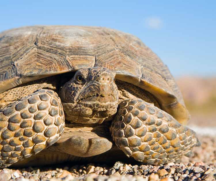 Desert Tortoise head veiw